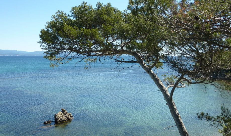 camping les roseaux bord de mer pin